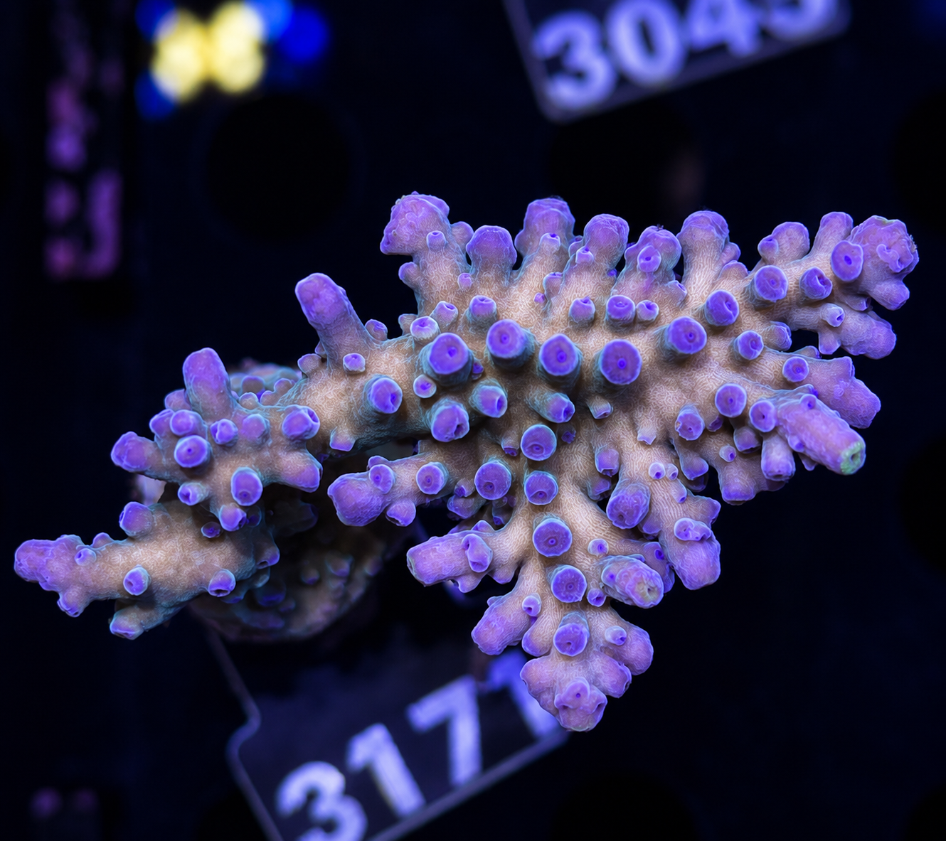 FMC Acropora austera Electric Miyagi