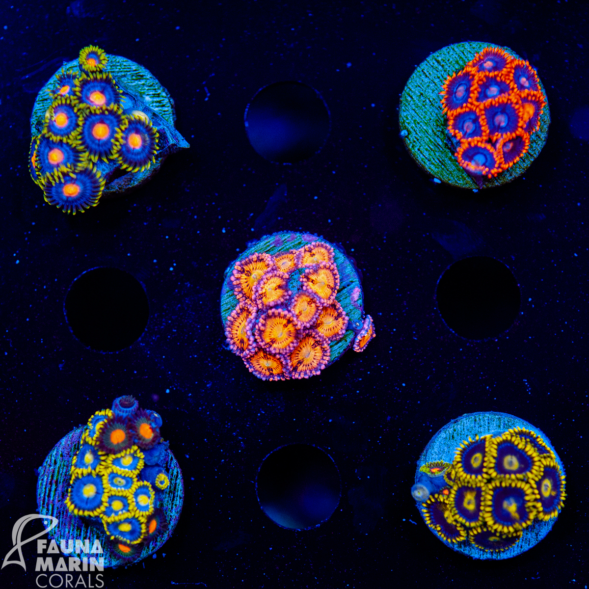 FMC Zoanthus Pack V (Filter- + Daylight-Shot picture!)
