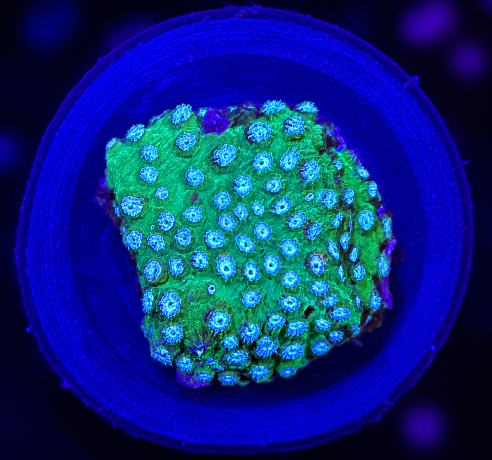 FMC Cyphastrea Blue Osé + Coral Mount V