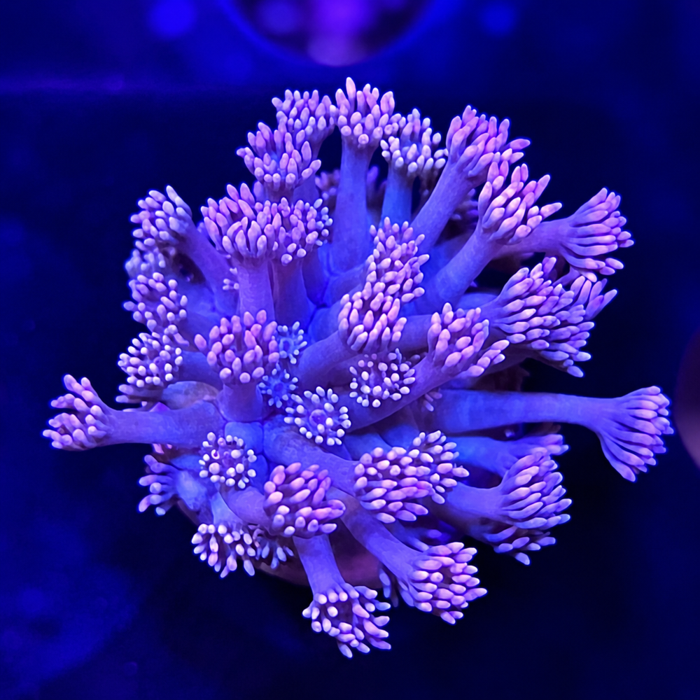 FMC Goniopora Lilac V