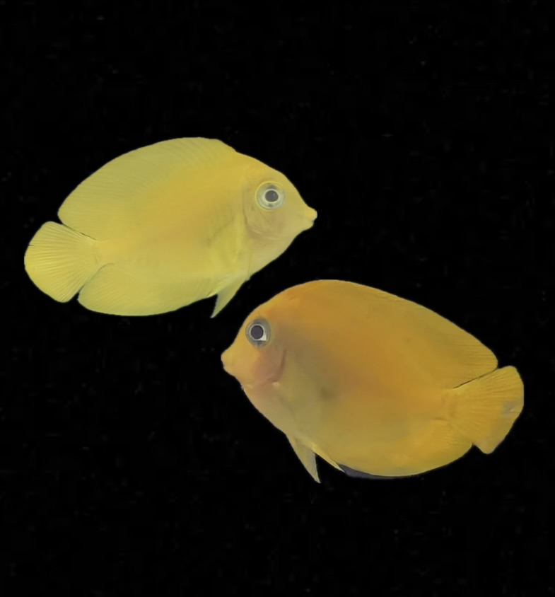 Acanthurus pyroferus - Schokoladen Doktorfisch