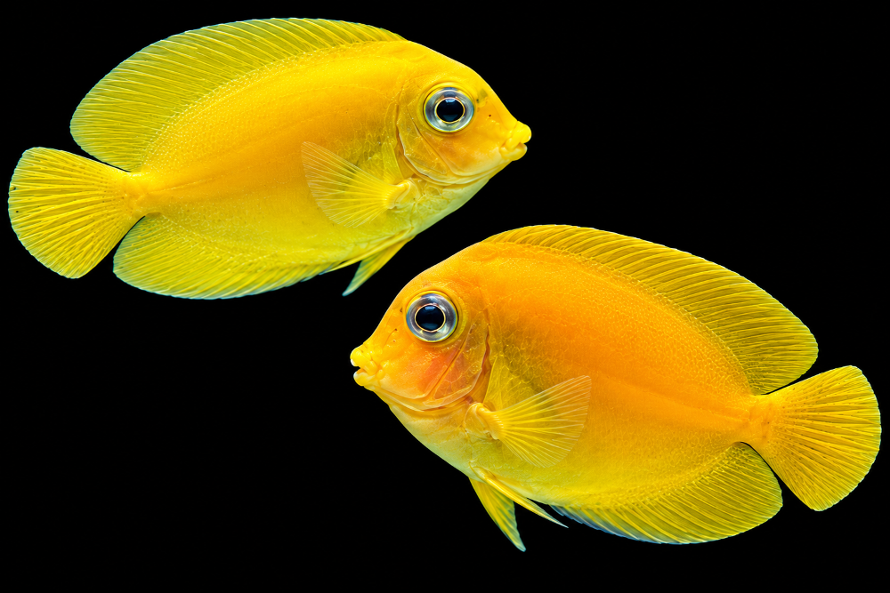 Acanthurus pyroferus - Schokoladen Doktorfisch