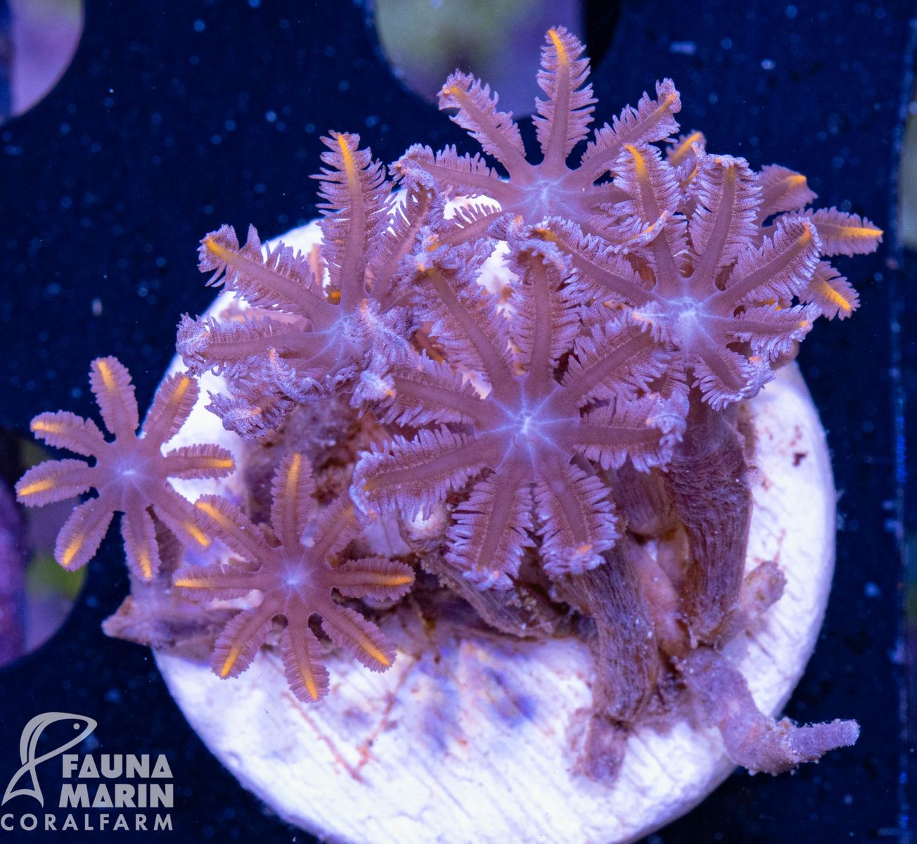 FMC Clavularia orange tips V