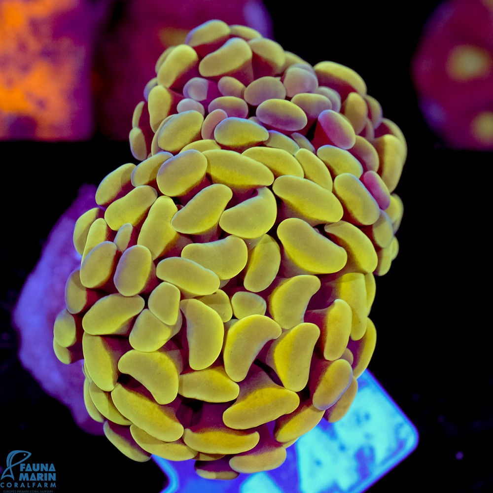 FMC Euphyllia baliensis Yellowish 1-2 Polypen V