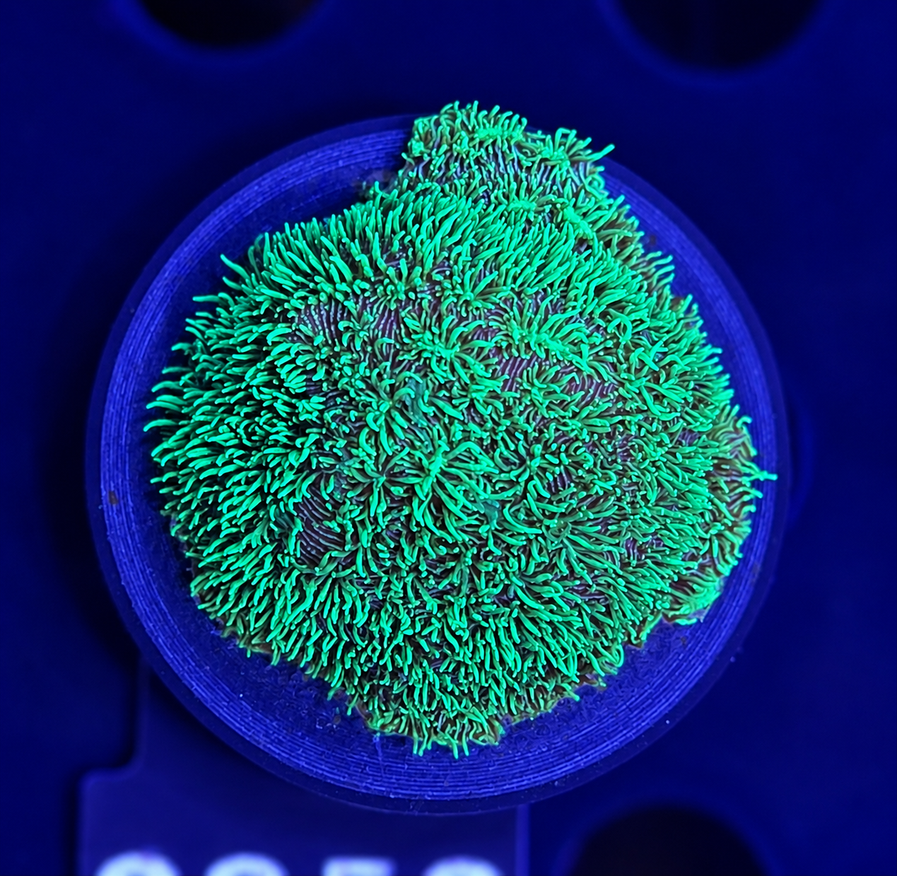 FMC Pavona + Coral Mount