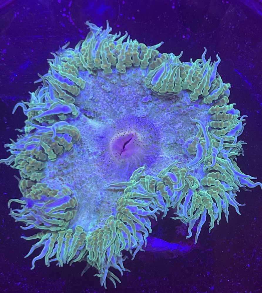 FMC Phymanthus crucifer - Rockanemone