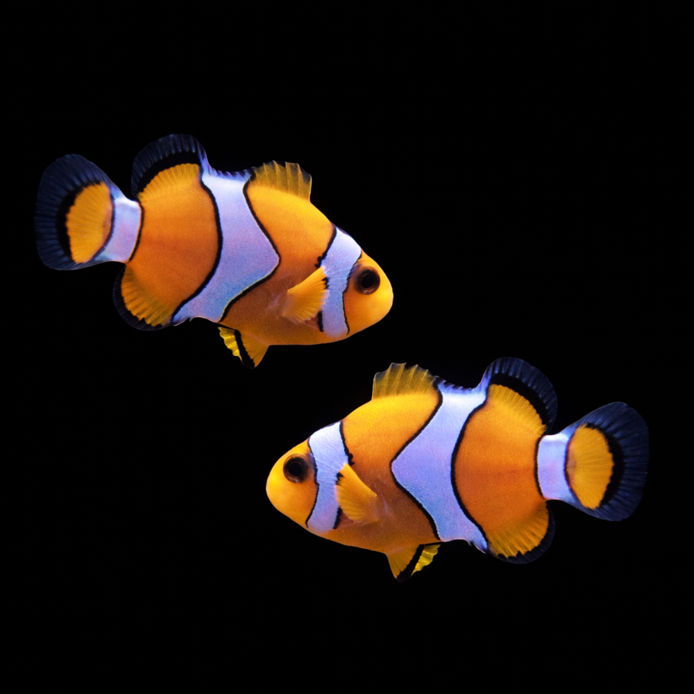 Amphiprion ocellaris Falscher Clown - Anemonenfisch DNZ
