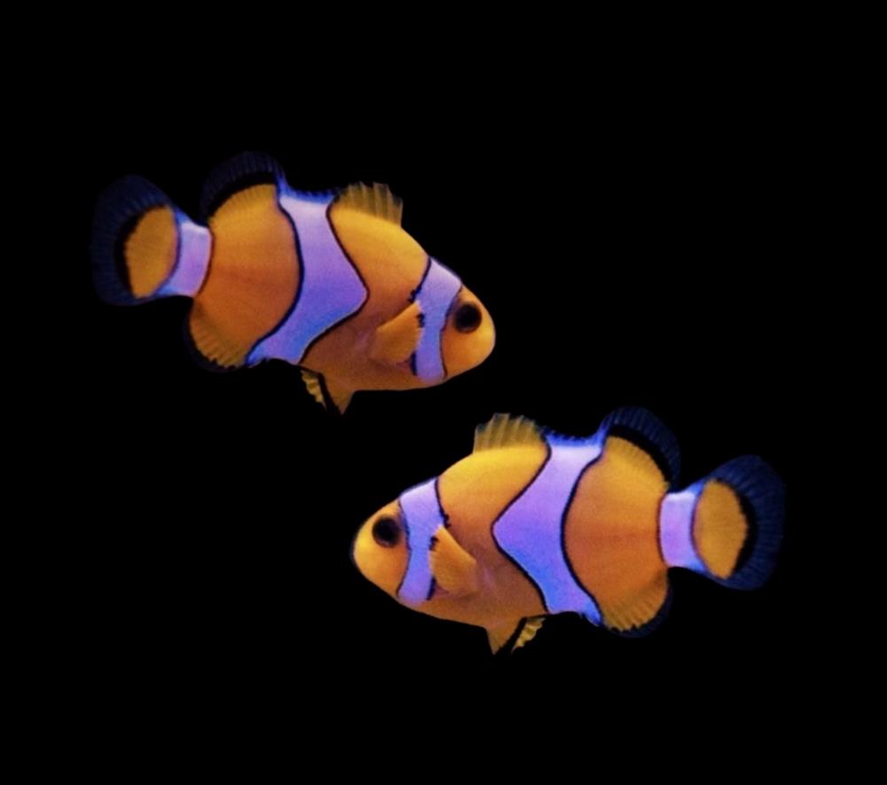 Amphiprion ocellaris Falscher Clown - Anemonenfisch DNZ