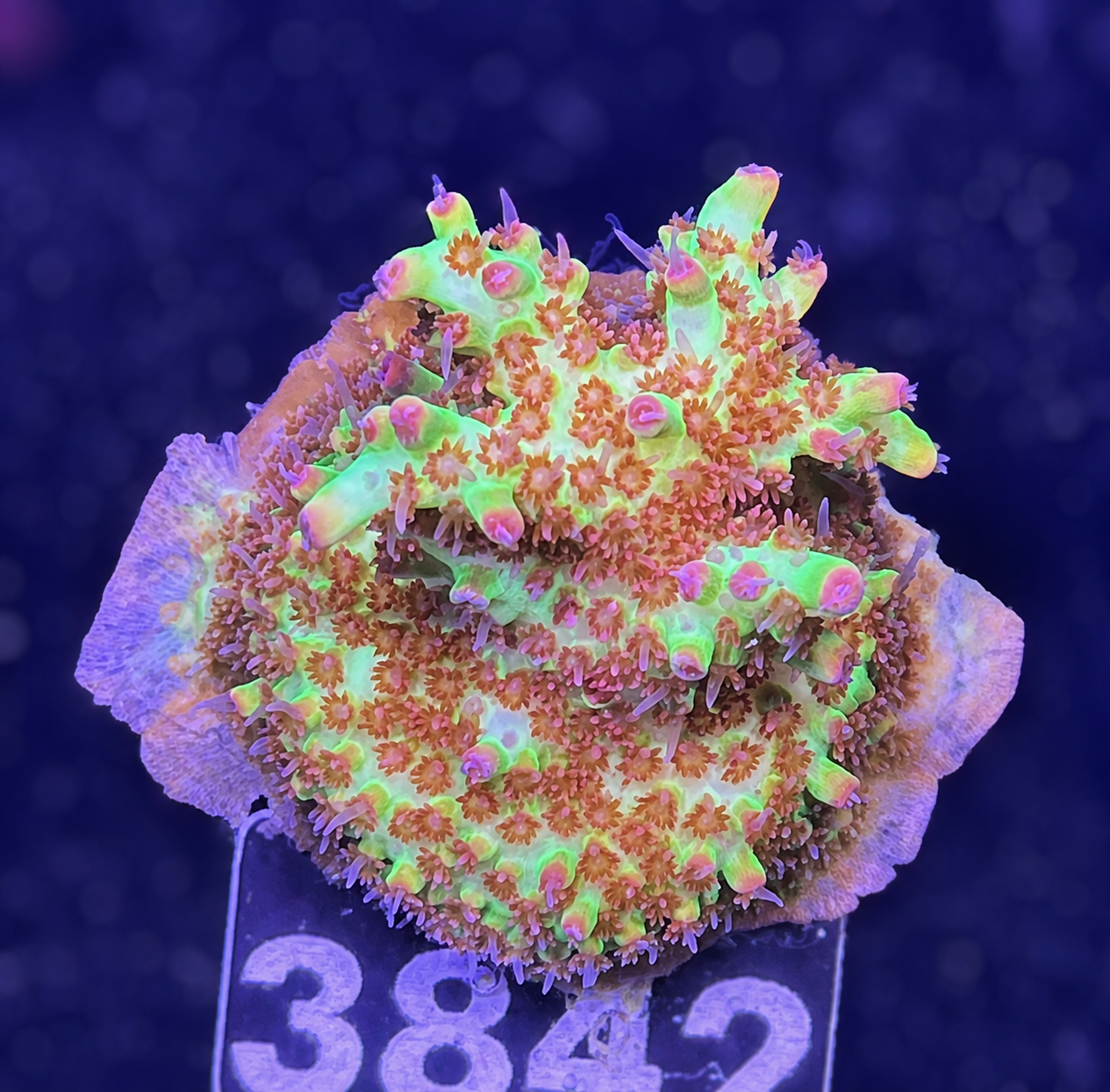 FMC Acropora microclados Strawberry Shortcake