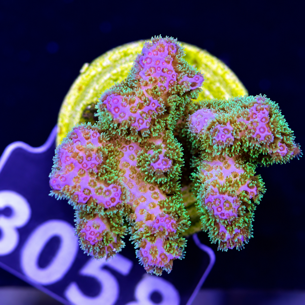 FMC Pocillopora Bicolor V