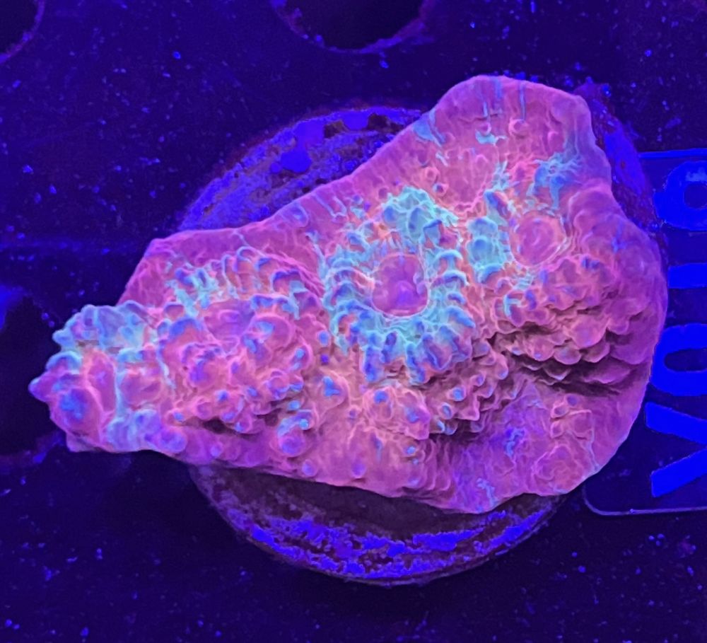 FMC Chalice Christmas V