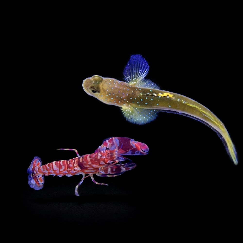 Cryptocentrus cinctus + Alpheus bellulus