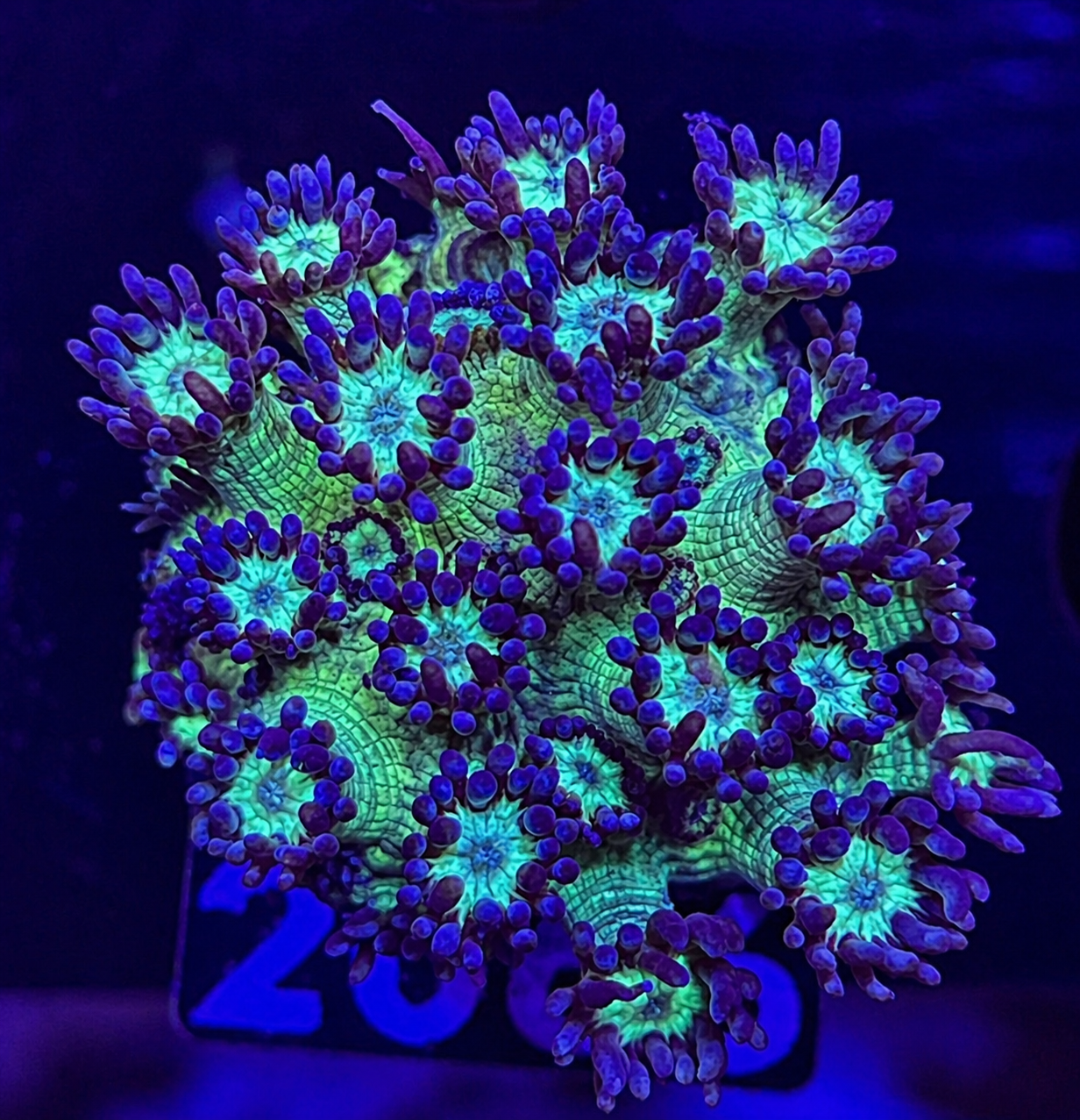 FMC Goniopora Glitter