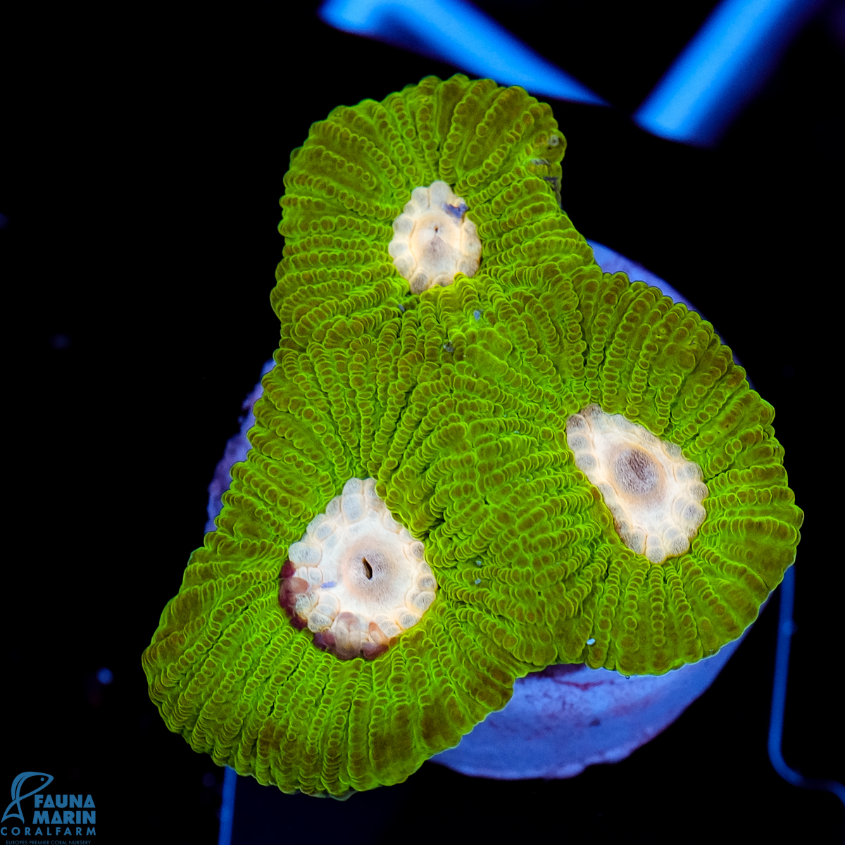 FMC Goniastrea White Center V