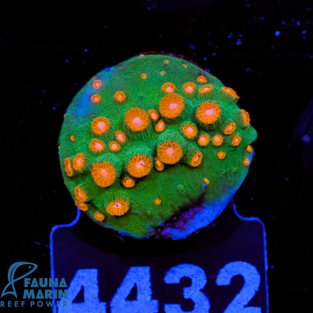 FMC Cyphastrea Alien Pox V