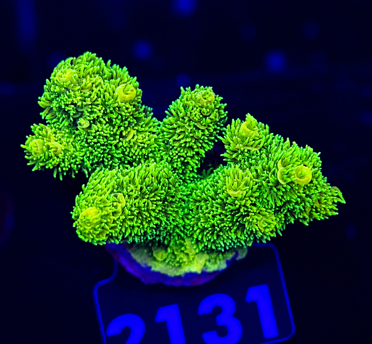 FMC Acropora millepora green