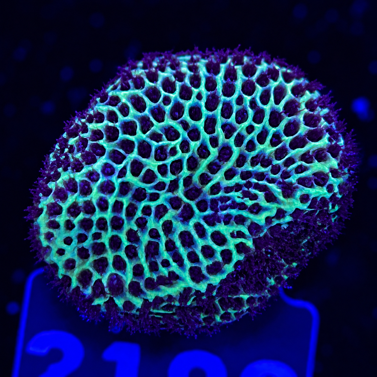 FMC Porites Ruby