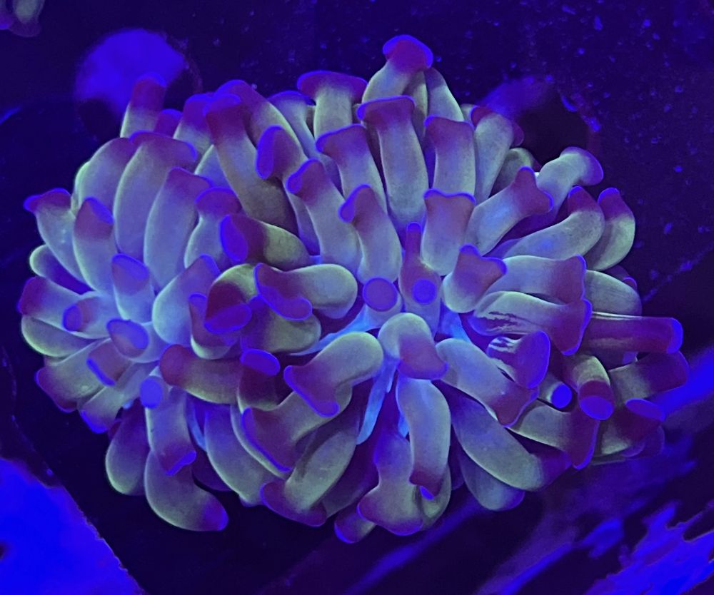 FMC Euphyllia paraancora green/purple 2-3 Polypen V