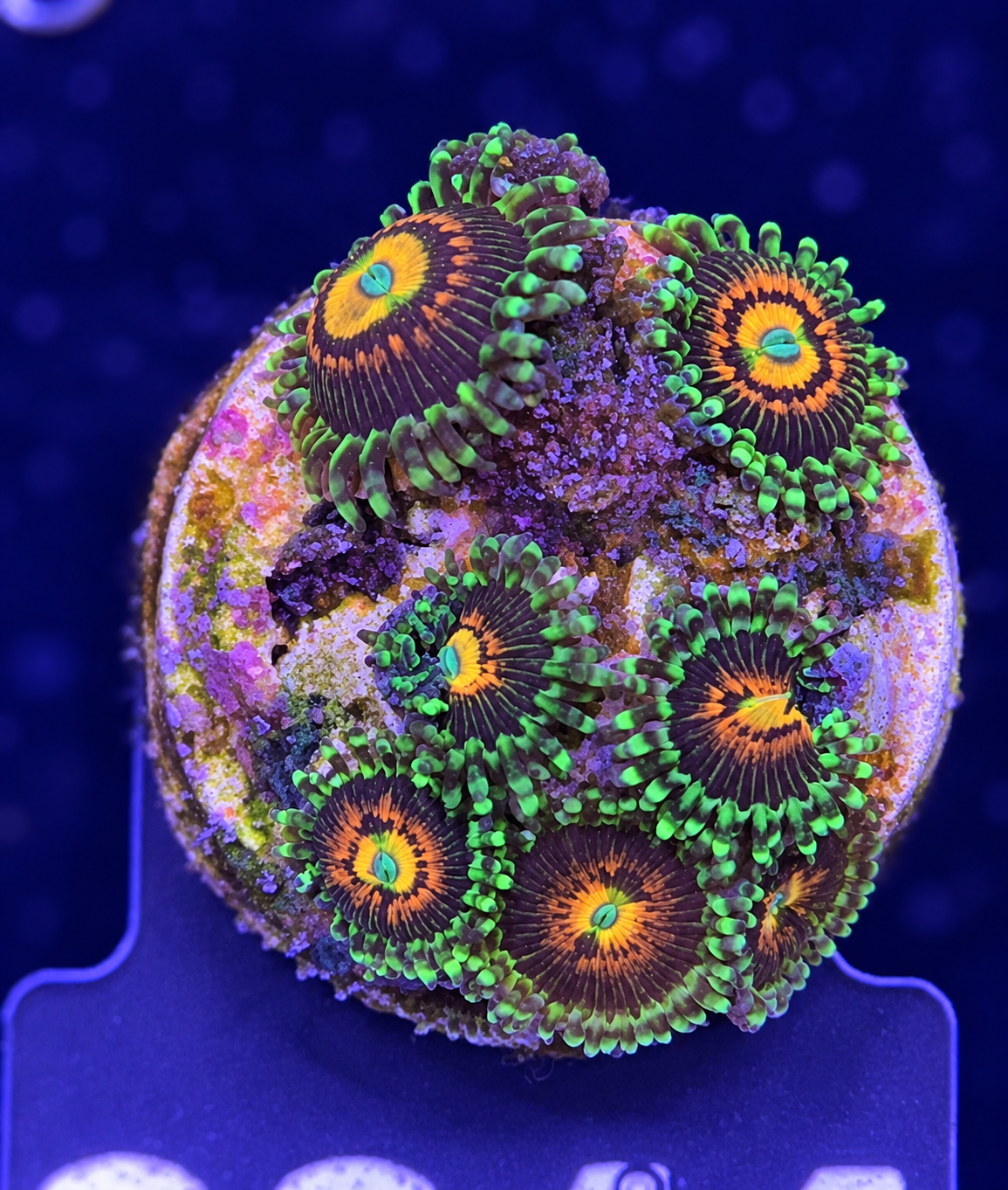 FMC Zoanthus Rainbow Incineator