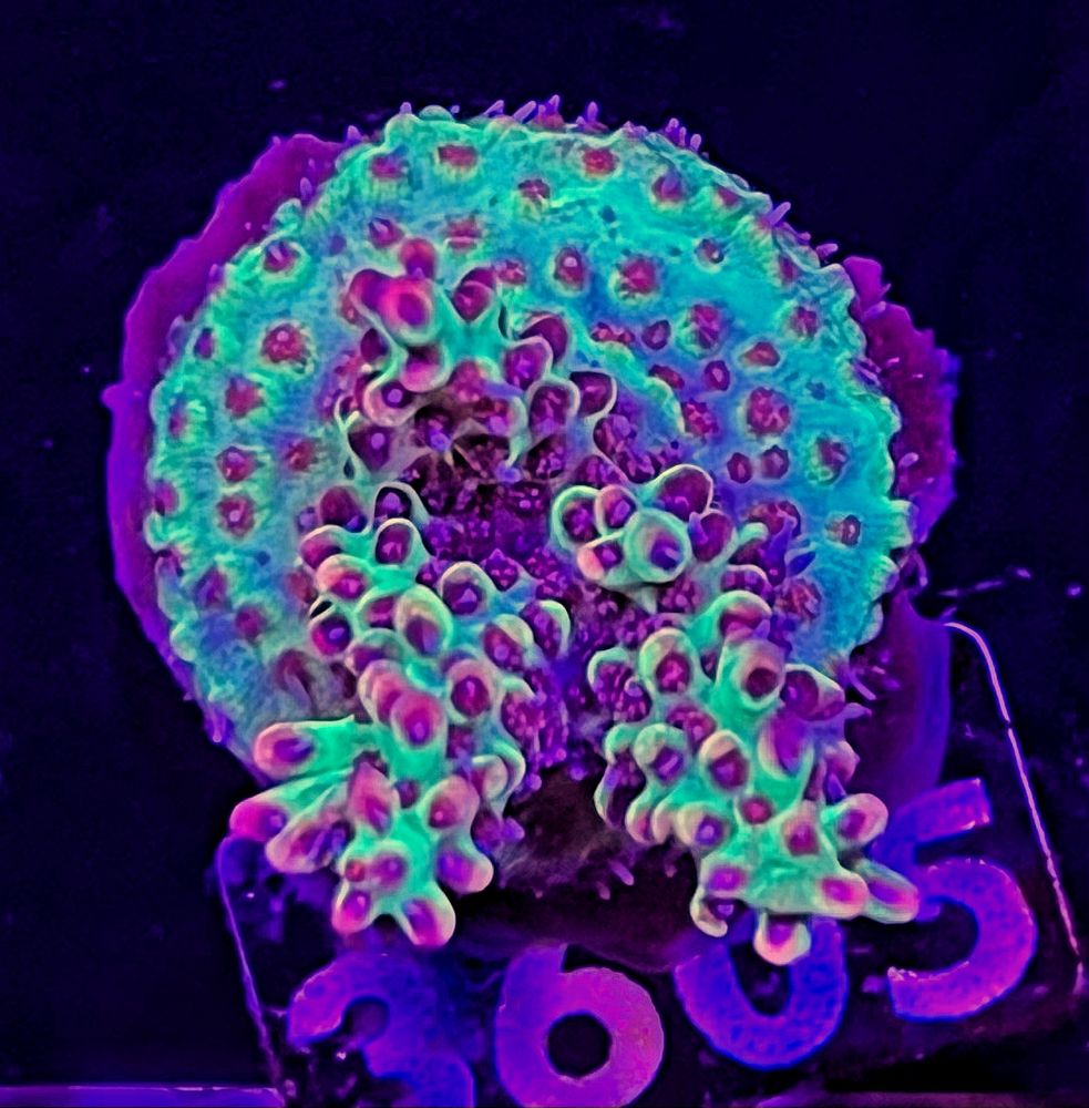 FMC Acropora microclados Strawberry Shortcake