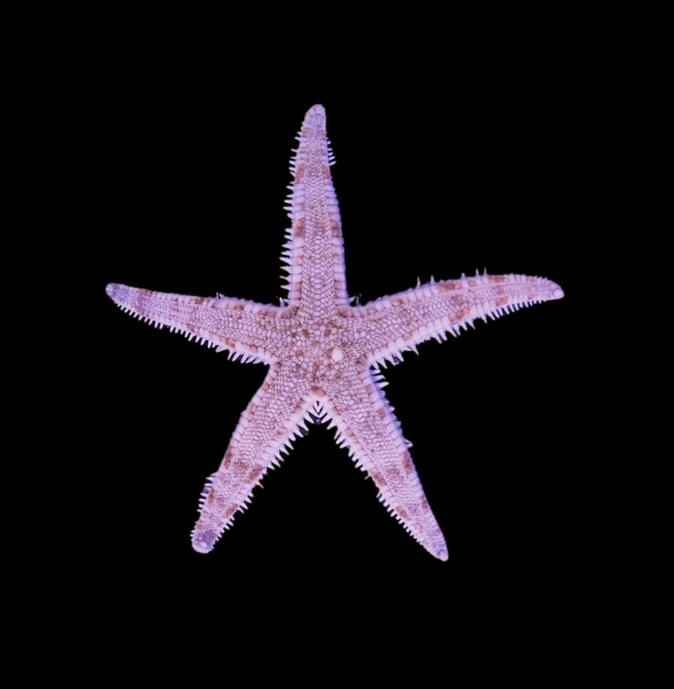 Archaster typicus - Grabender Seestern 5 - 8 cm