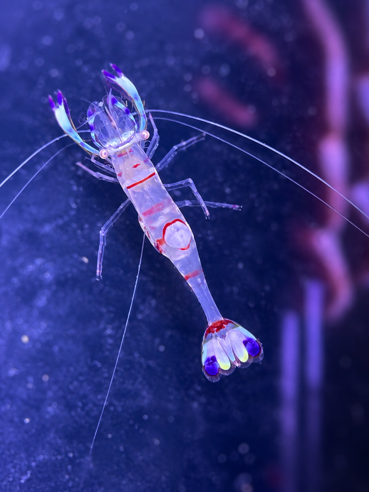 Ancylomenes holthuisi – Holthuis Anemonen-Partnergarnele