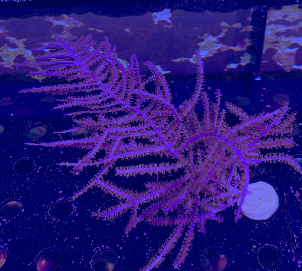 FMC Antillogorgia sp. V