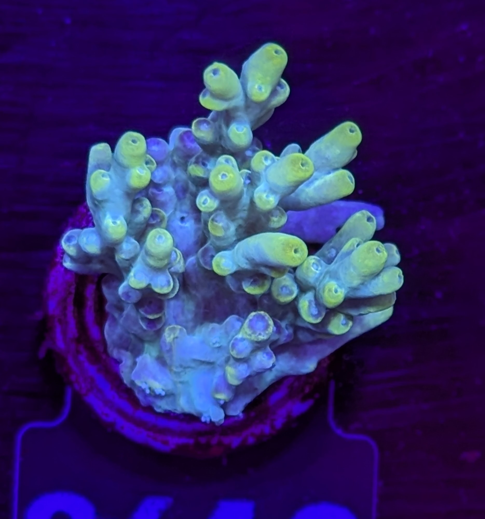 FMC Acropora aculeus