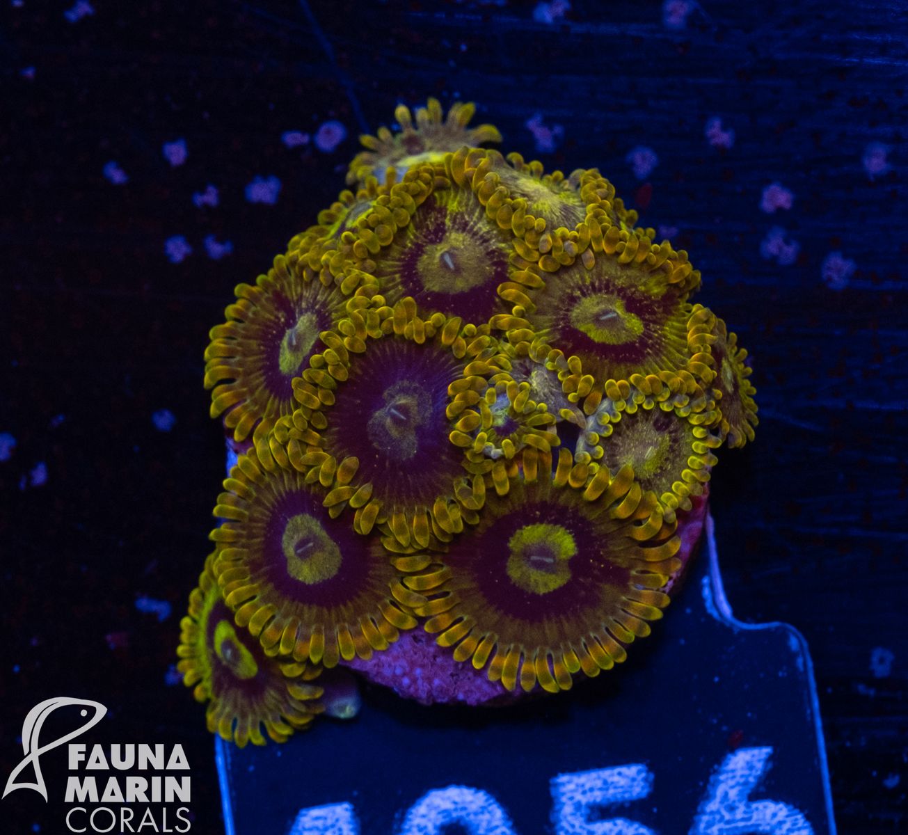 FMC Zoanthus Yoda 23 Polypen V