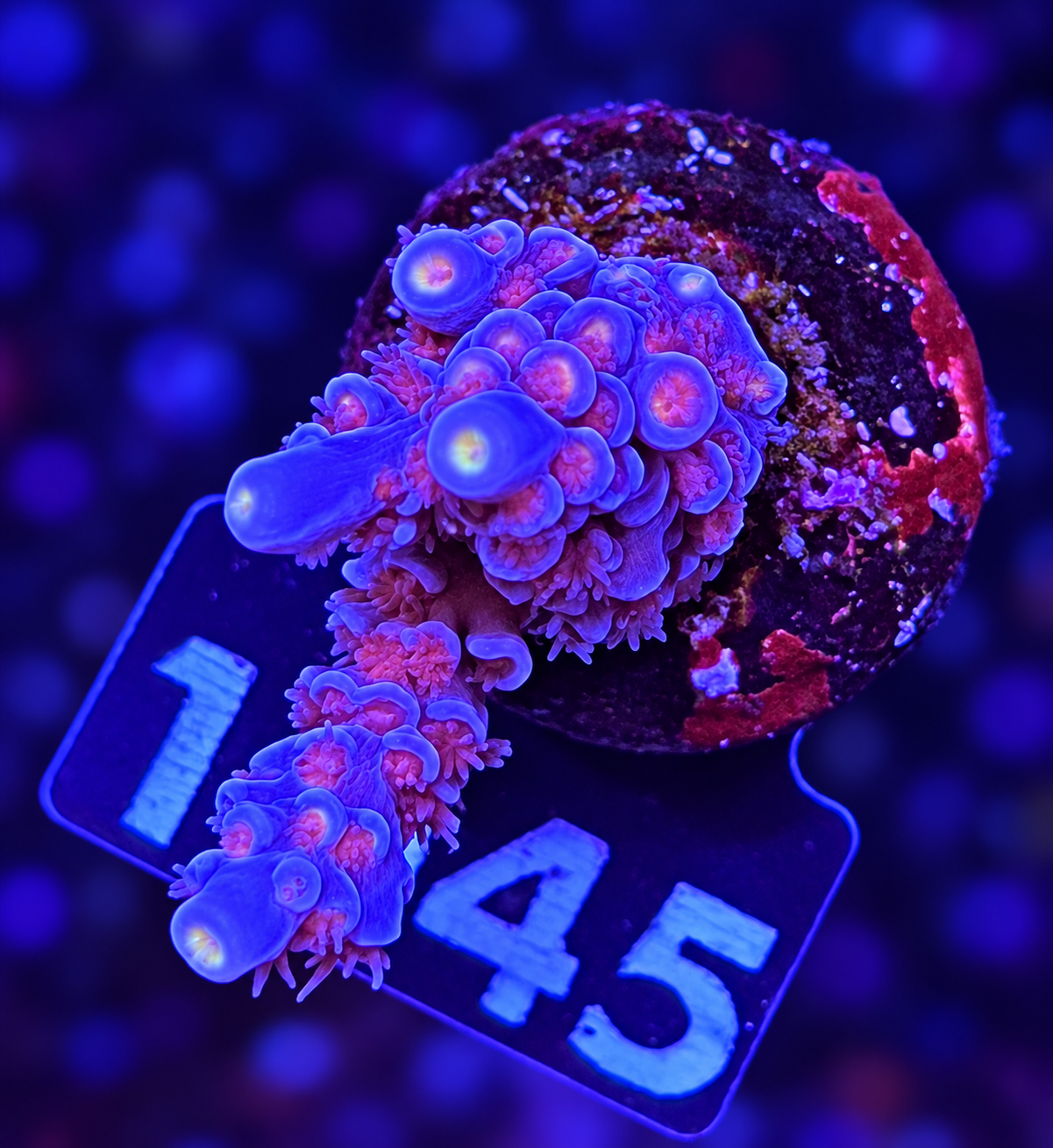 FMC Acropora tenuis Pinky