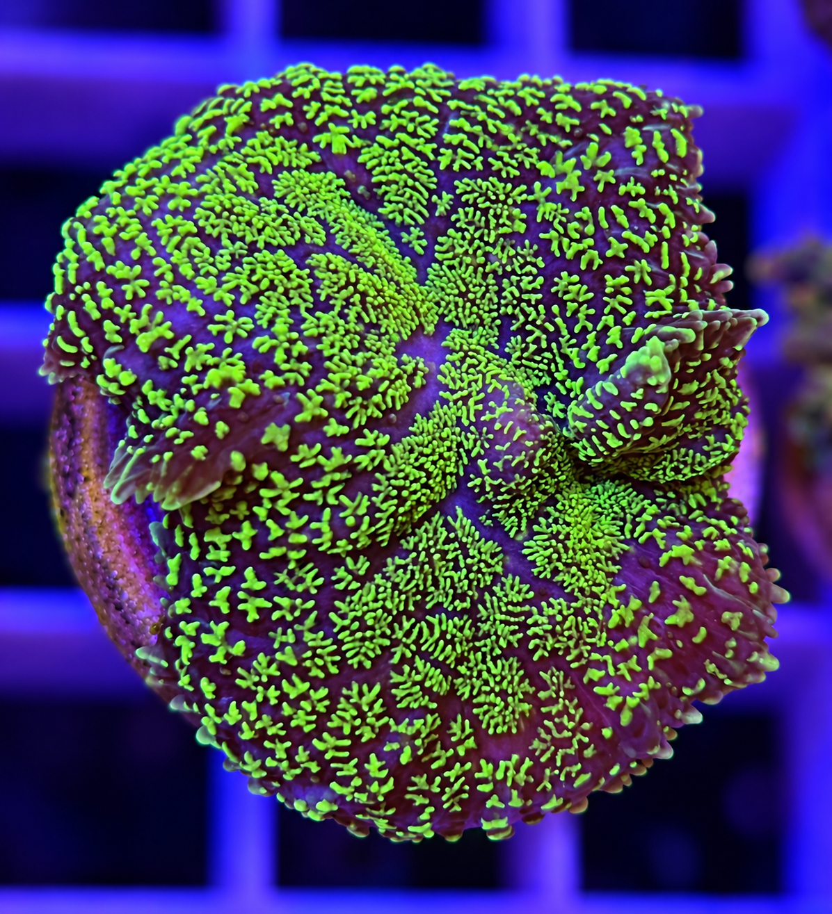 FMC Rhodactis