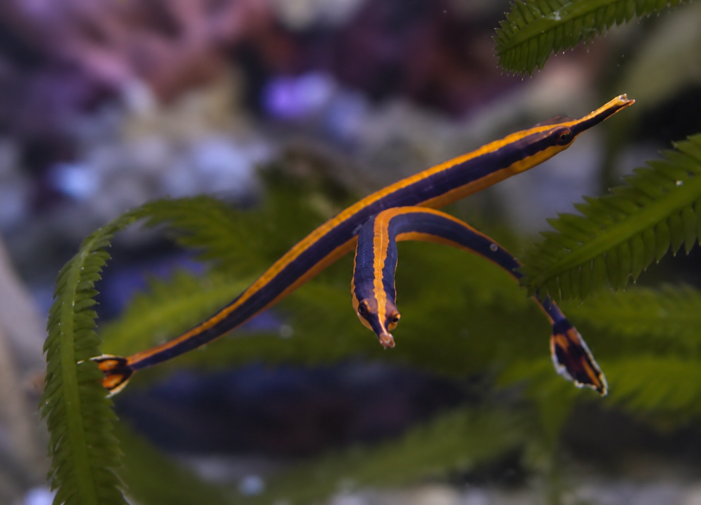 Doryrhamphus bicarinatus - Doppelkinn-Seenadel 4 - 6 cm NZ