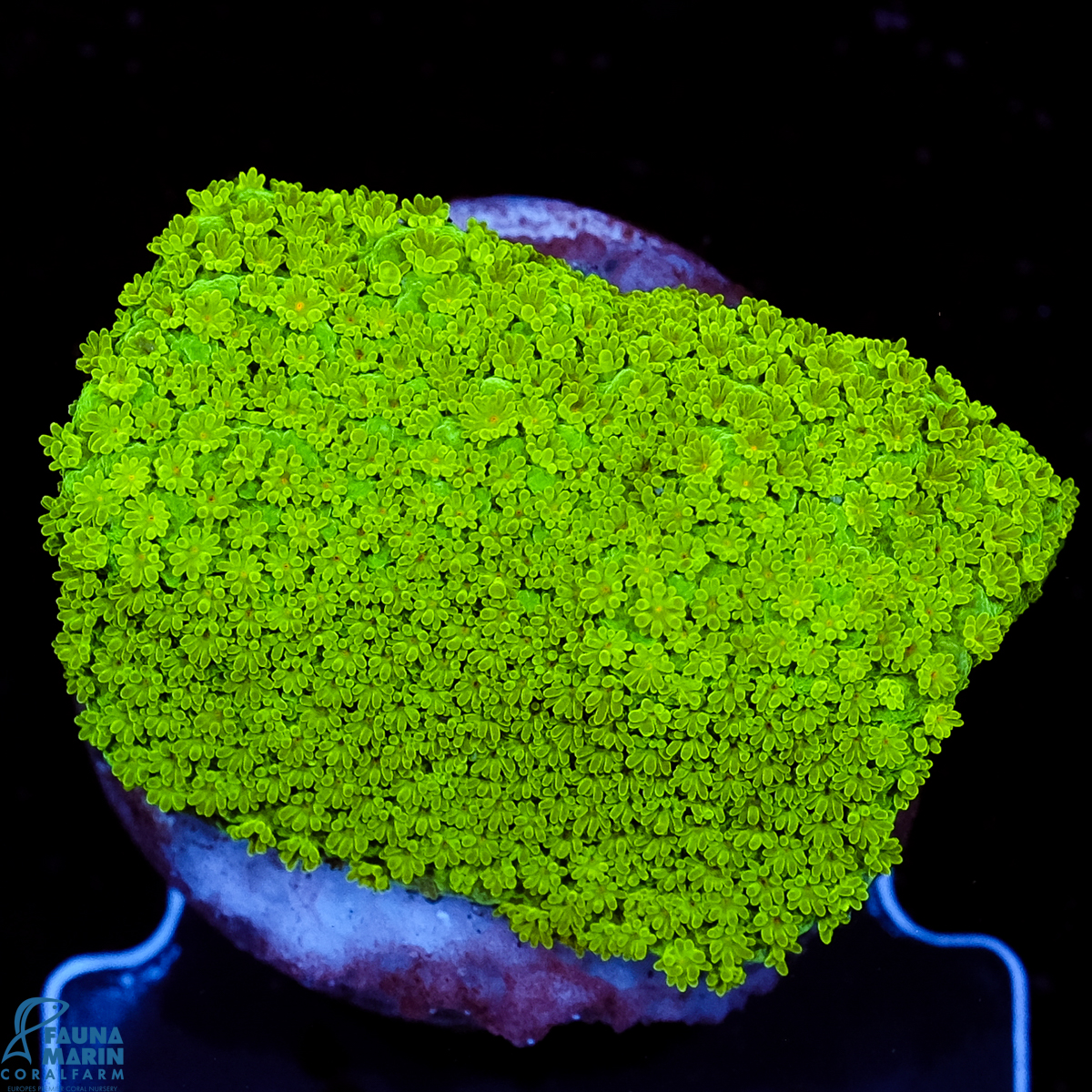FMC Montipora Pokerstar