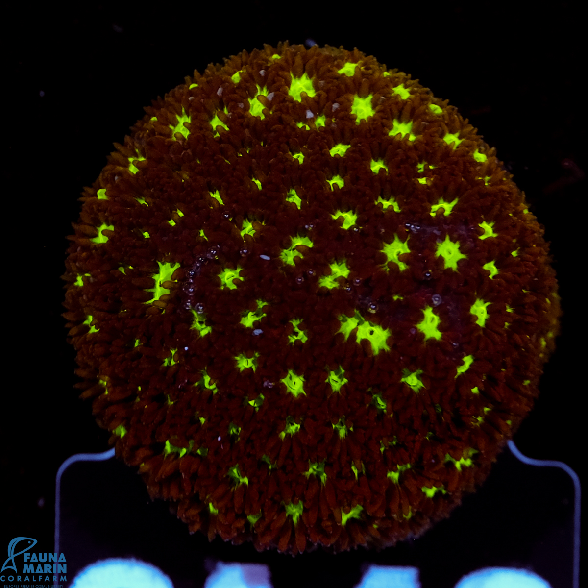 FMC Leptastrea Glowworm