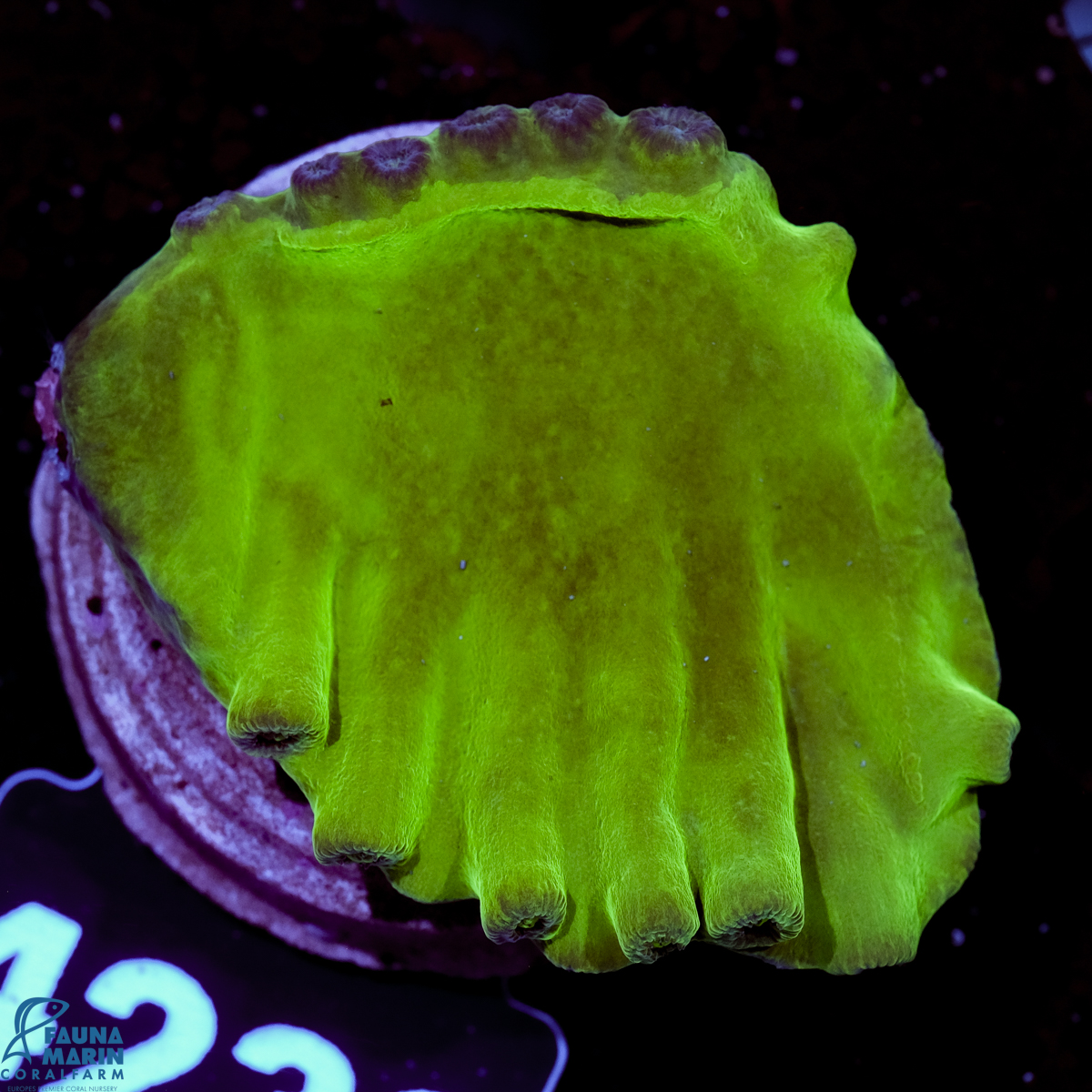 FMC Turbinaria peltata