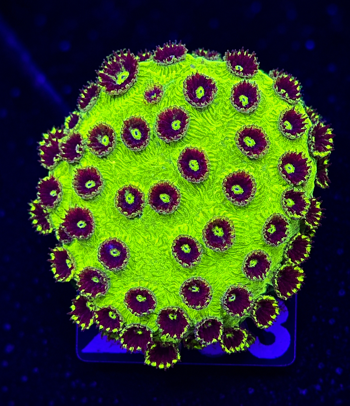 FMC Cyphastrea Green Goblin