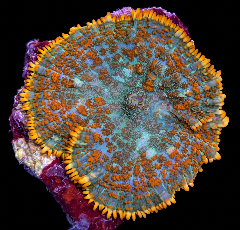 FMC Rhodactis V