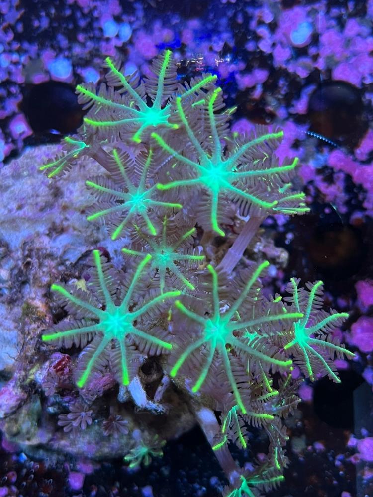 FMC Clavularia Yellow Tips V