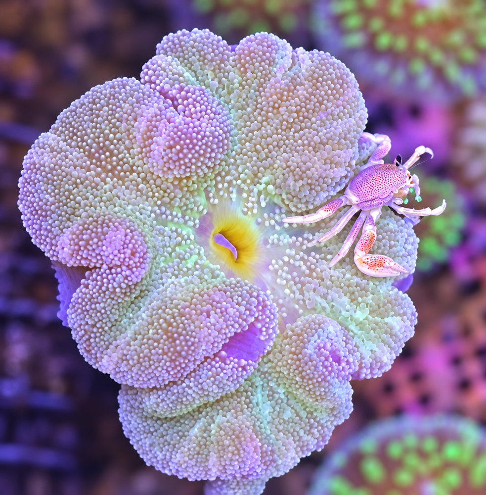 FMC Stichodactyla haddoni + Neopetrolisthes maculatus