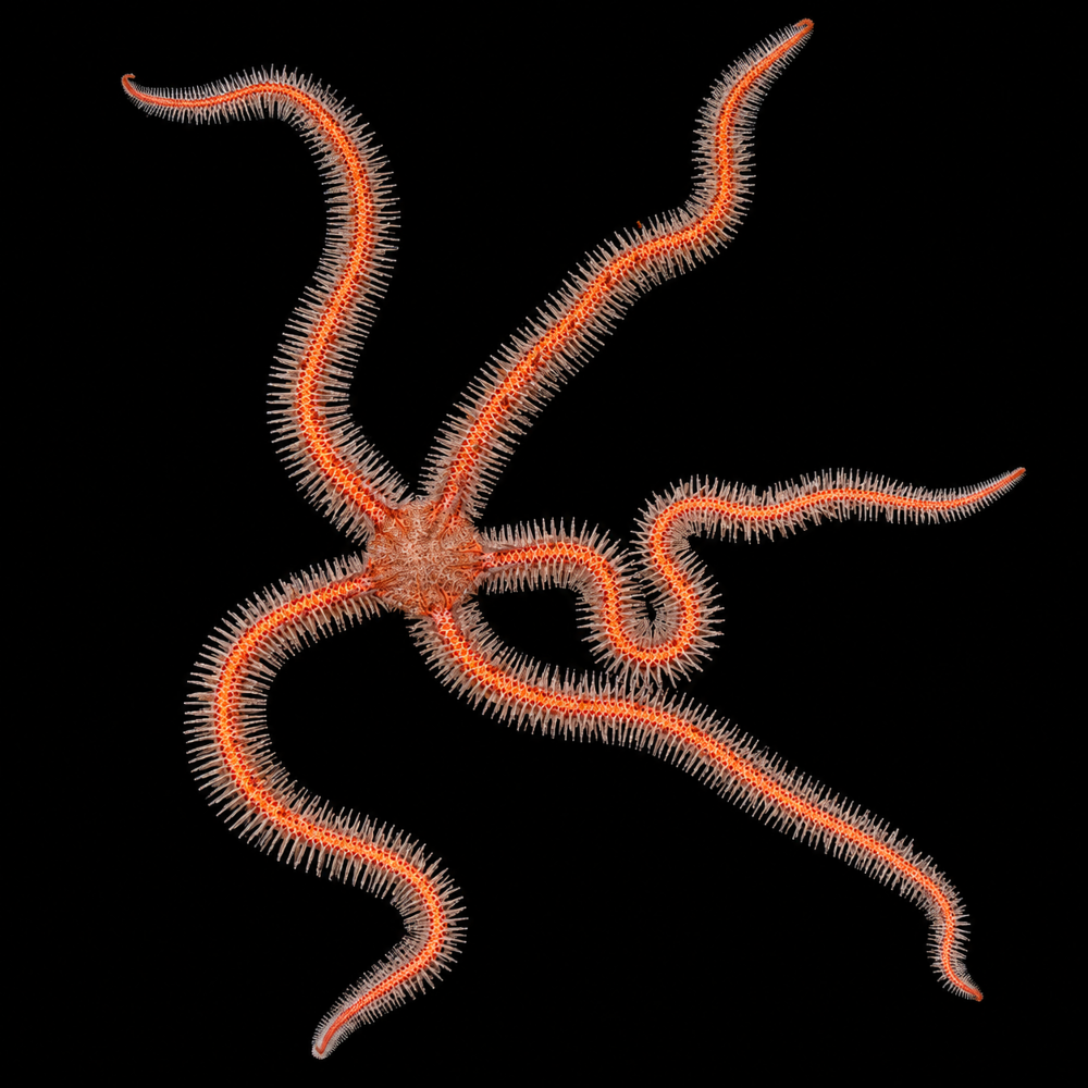 Ophiomastix annulosa - Haariger Schlangenstern
