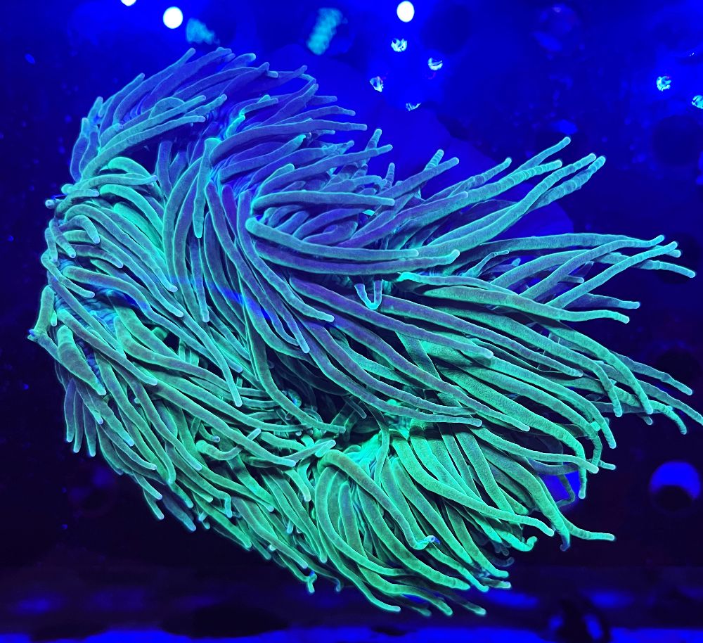 FMC Entacmaea quadricolor Green XL