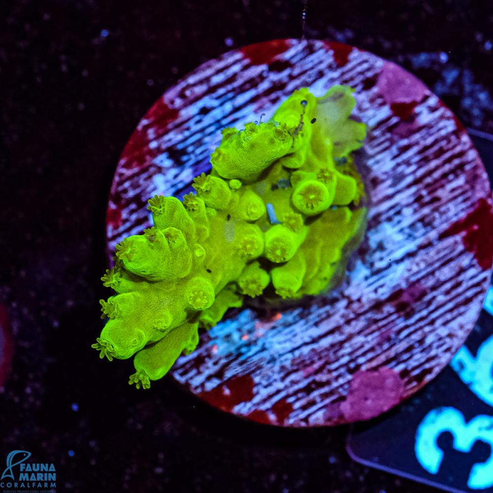 FMC Acropora Green Table V