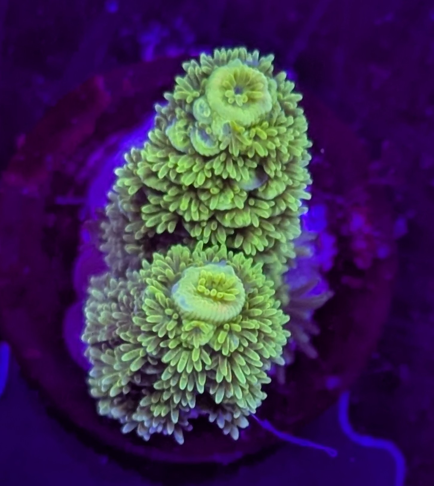 FMC Acropora tenuis big polyps