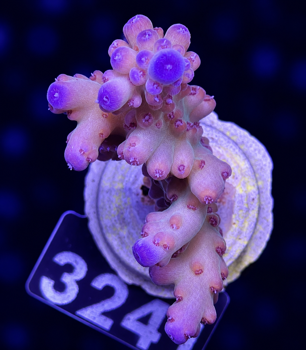 FMC Acropora loripes
