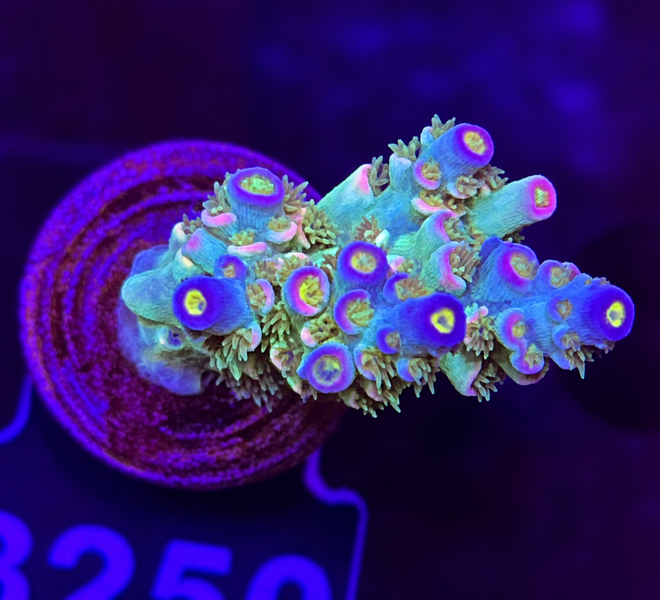 FMC Acropora tenuis light rose