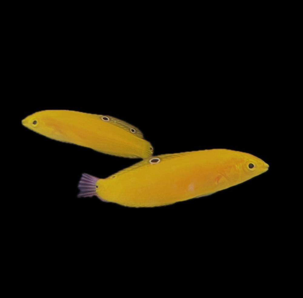 Halichoeres chrysus - Kanarien-Lippfisch 5-7 cm