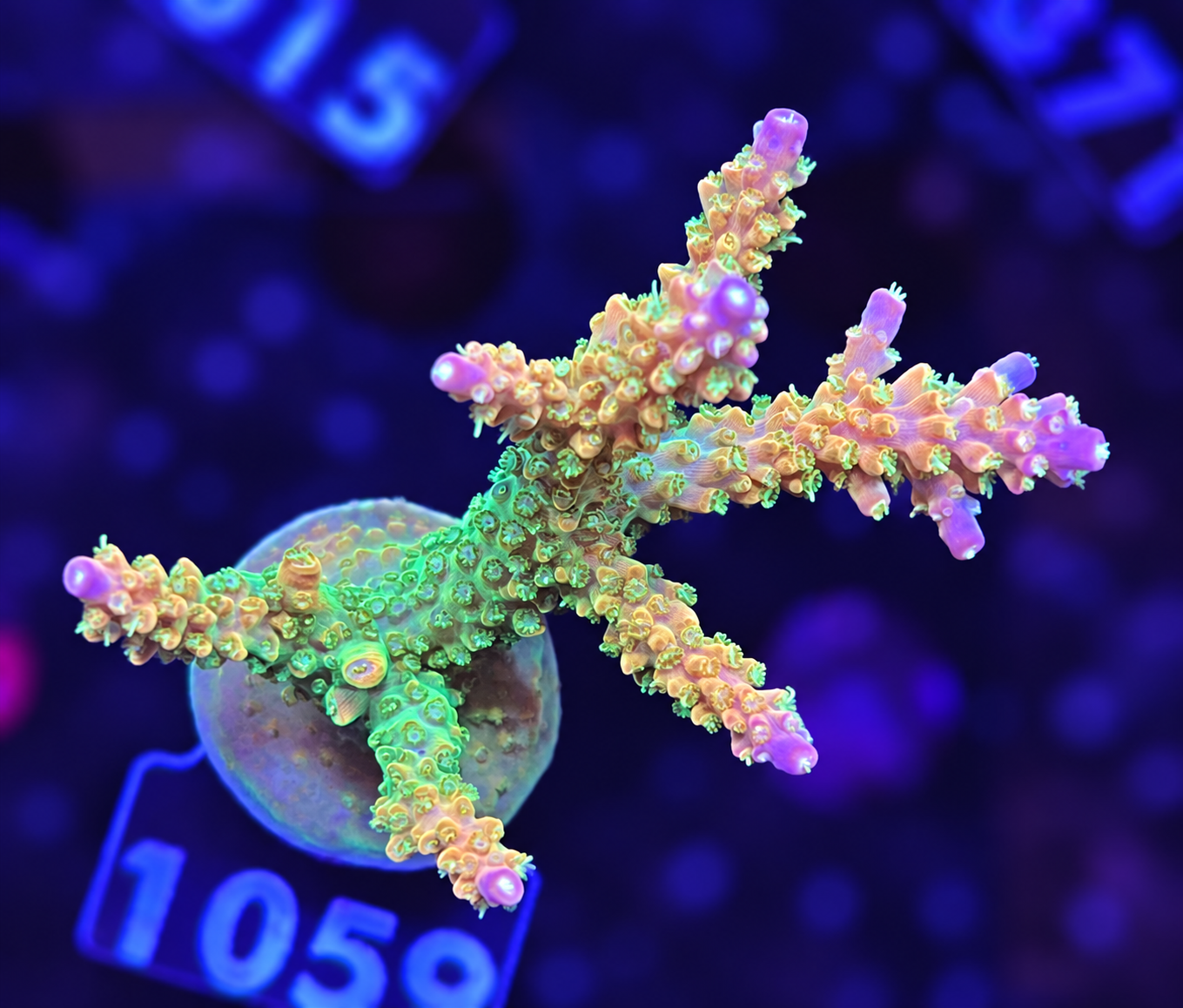 FMC Acropora divaricata Mango Garden