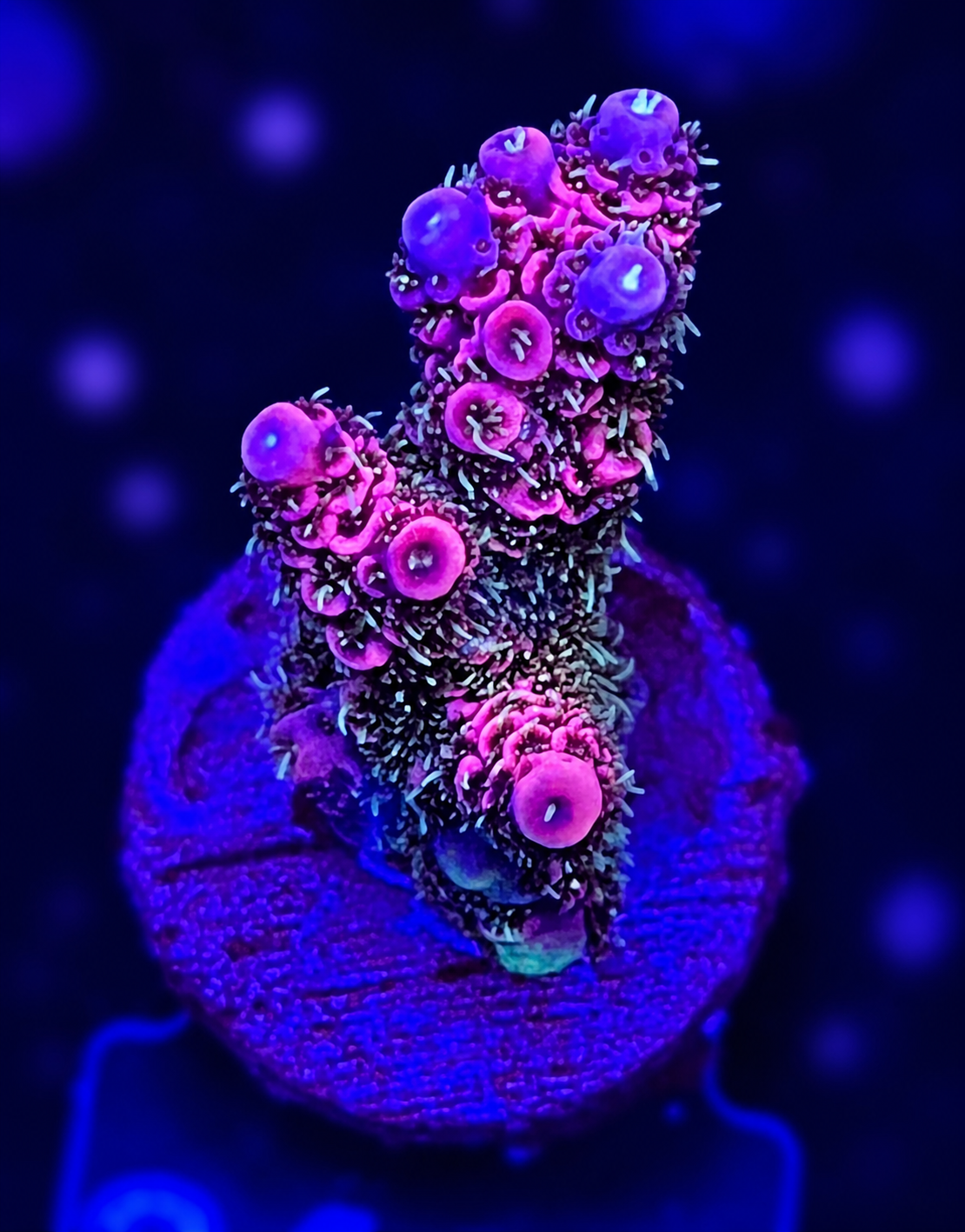 FMC Acropora millepora pink