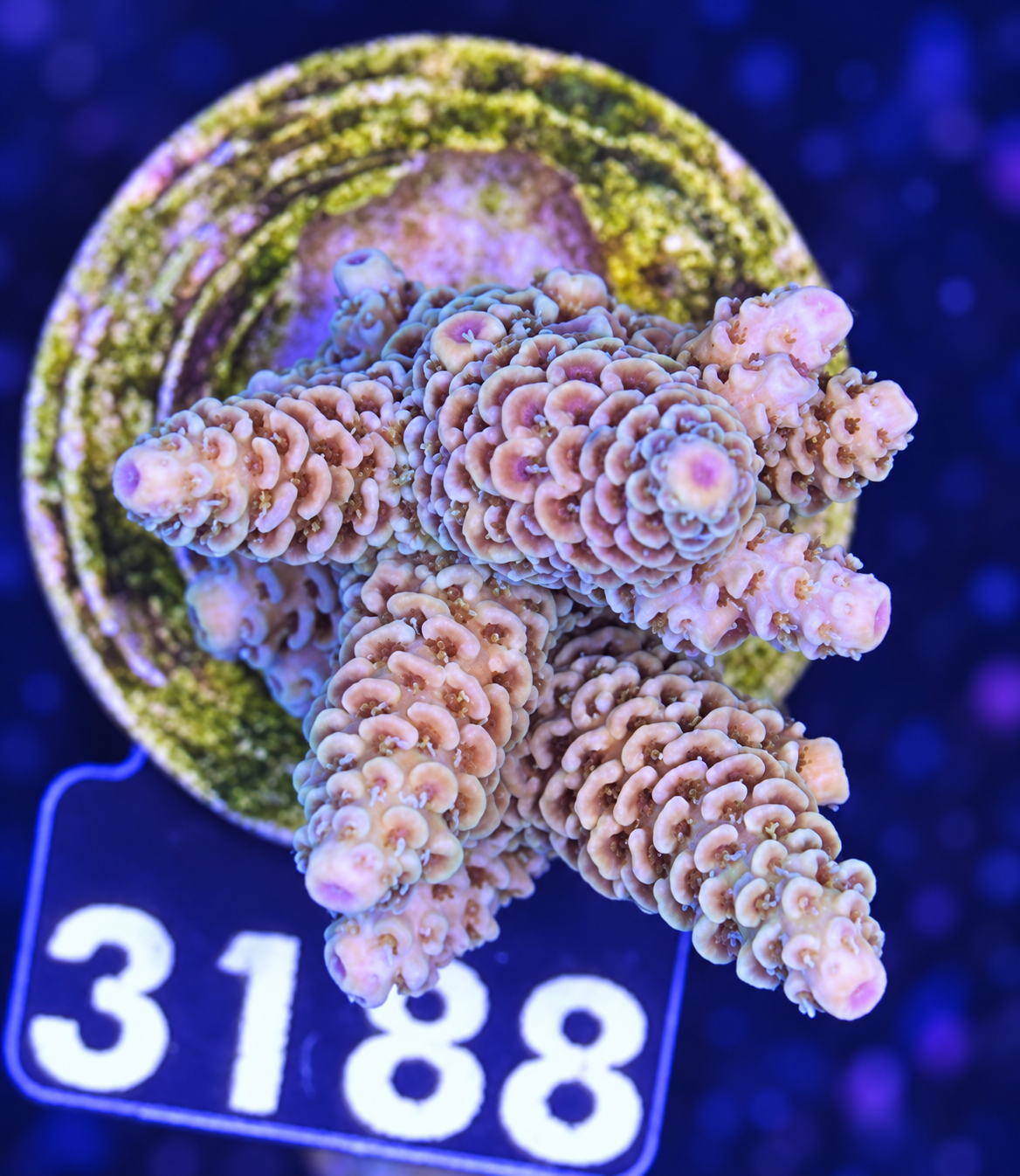 FMC Acropora millepora