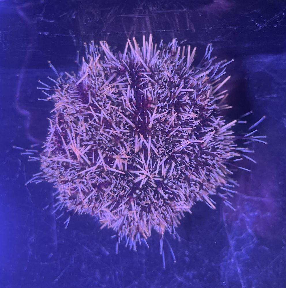 Tripneustes ventricosus - Karibischer Seeigel